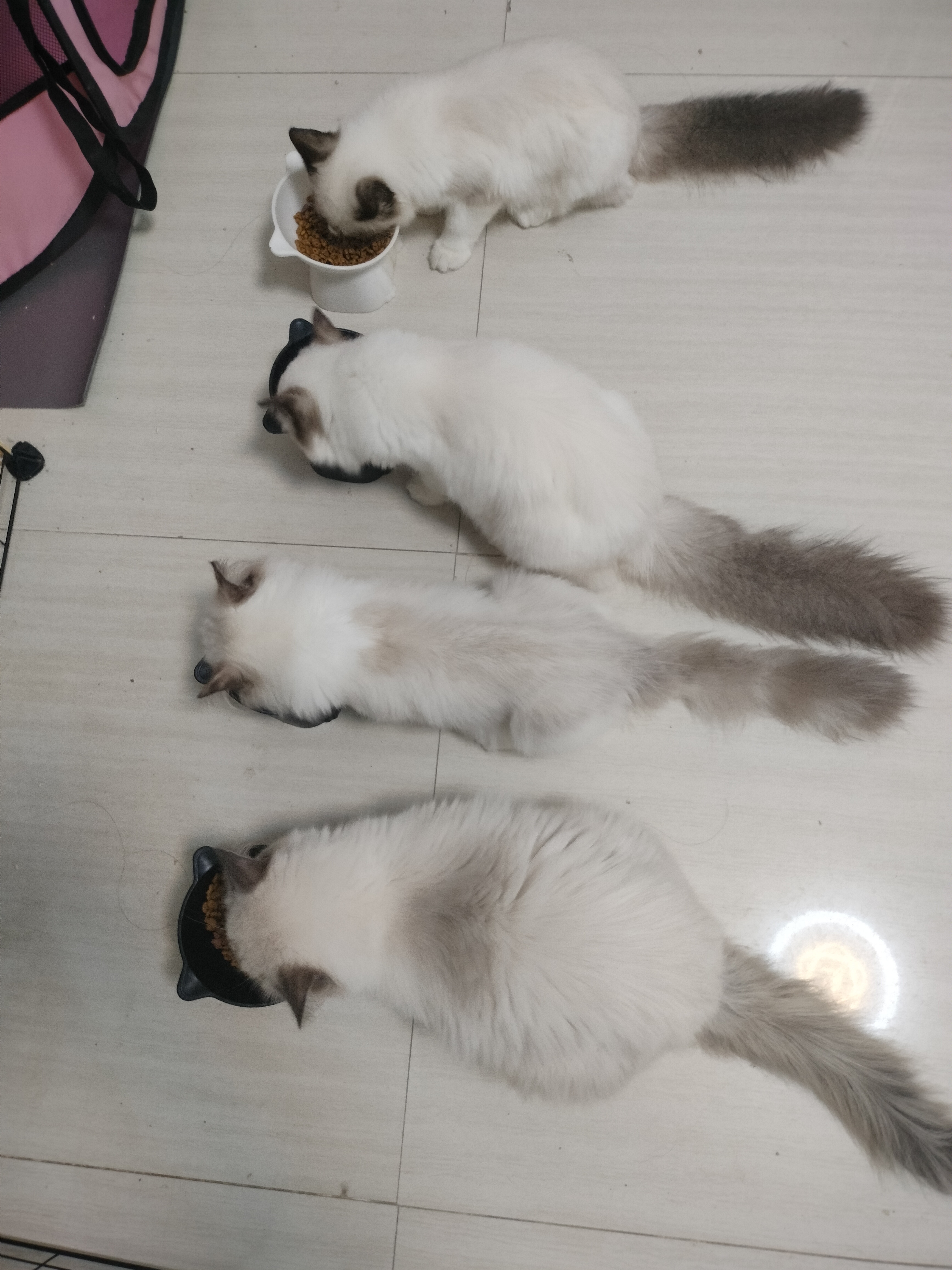 清一色布偶